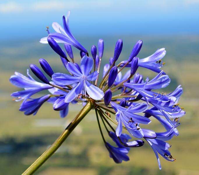 Image of Agapanthus praecox subsp. orientalis (F. M. Leight.) F. M. Leight.