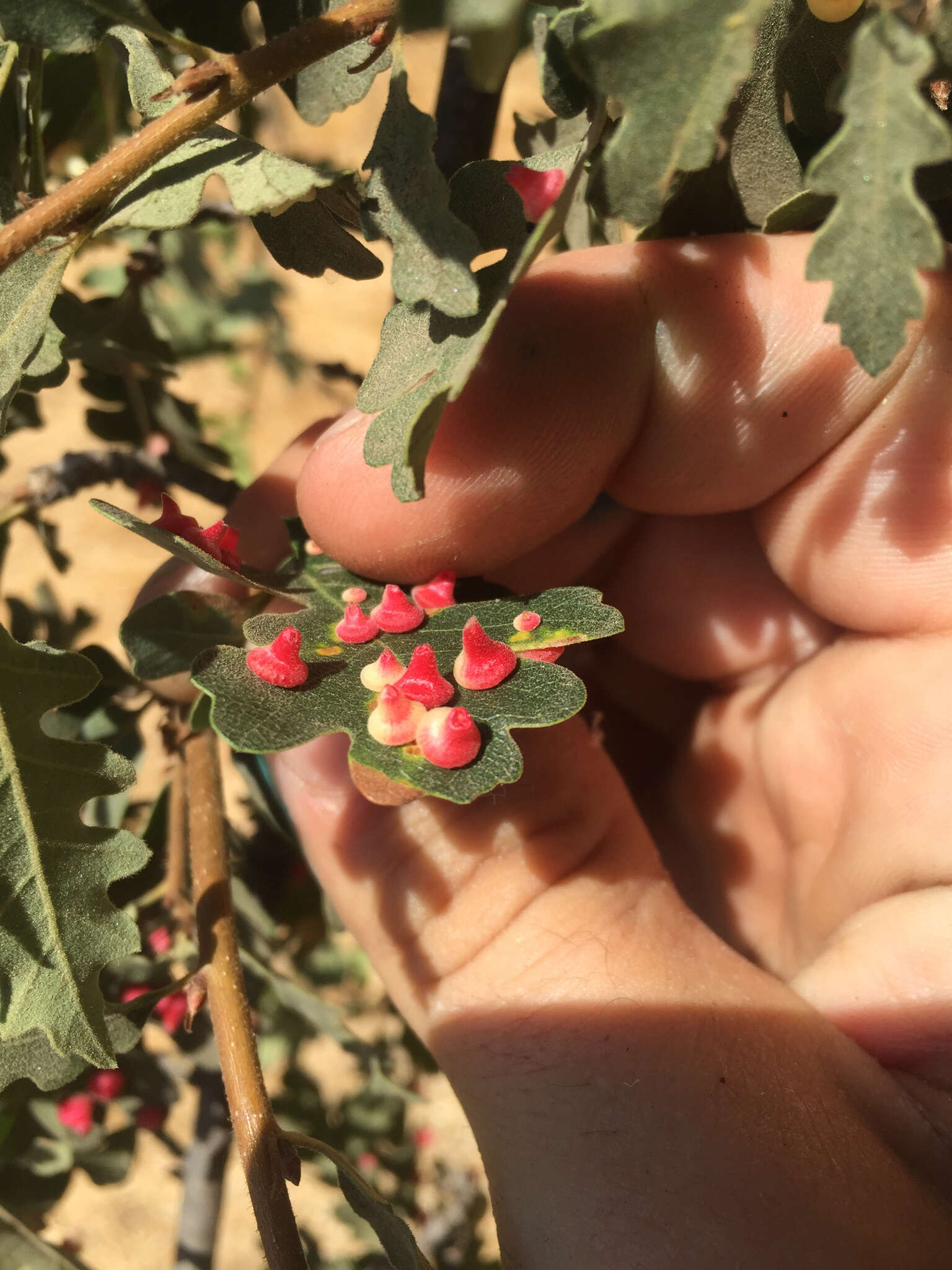 Image of Red Cone Gall Wasp