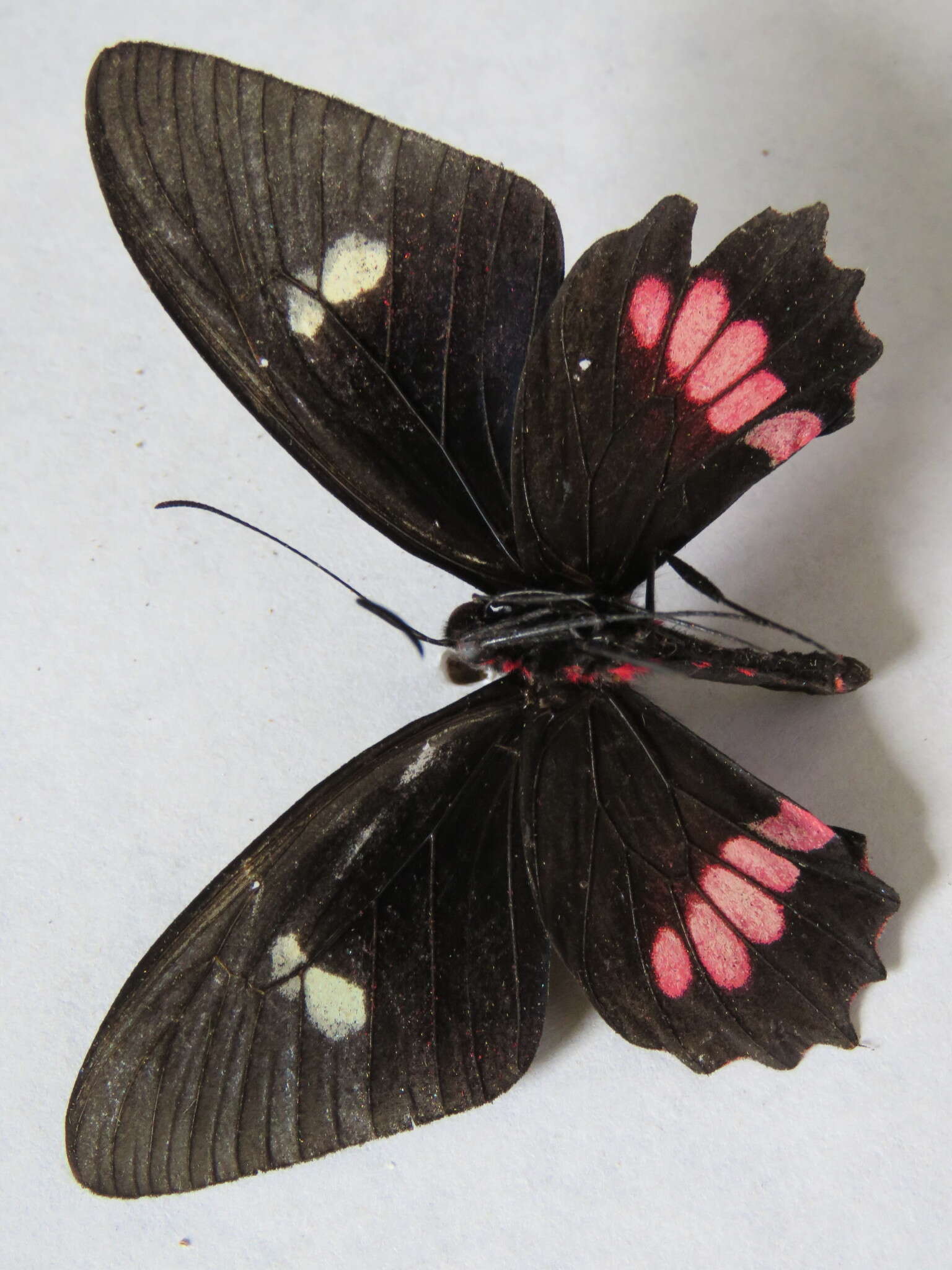 صورة <i>Parides eurimedes mylotes</i> (Bates 1861)