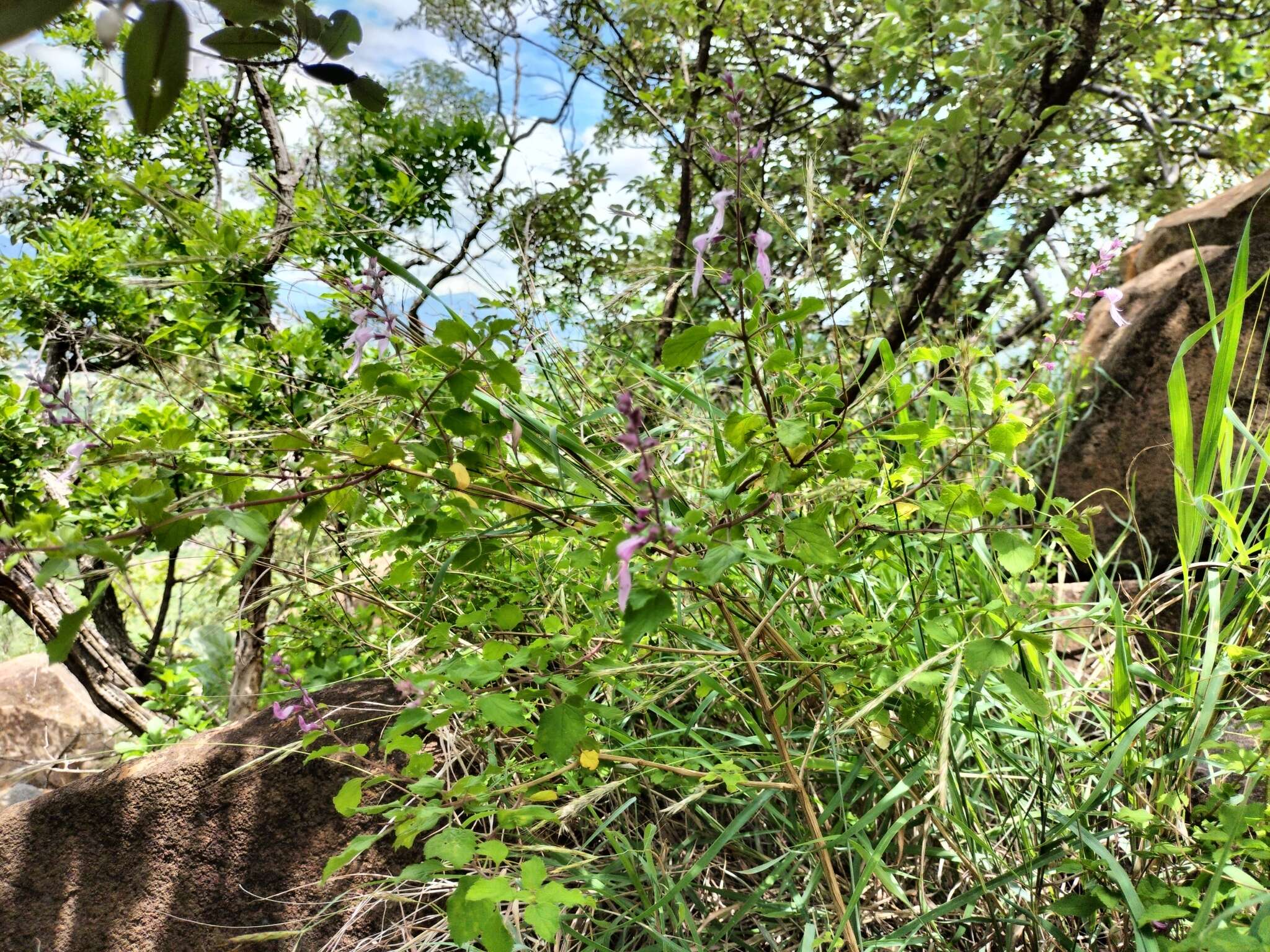 Image de Ocimum labiatum (N. E. Br.) A. J. Paton