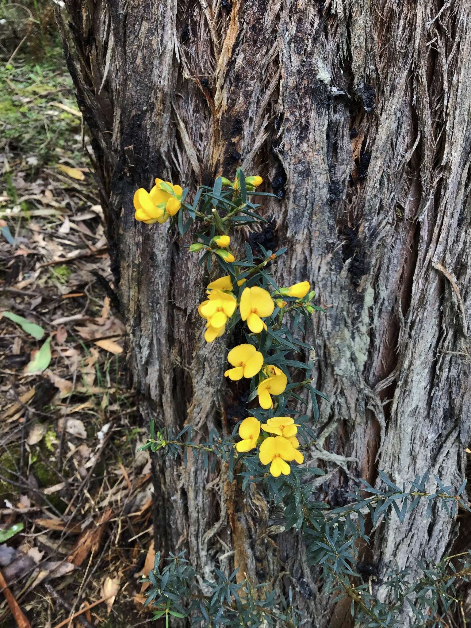 Image of Pultenaea forsythiana