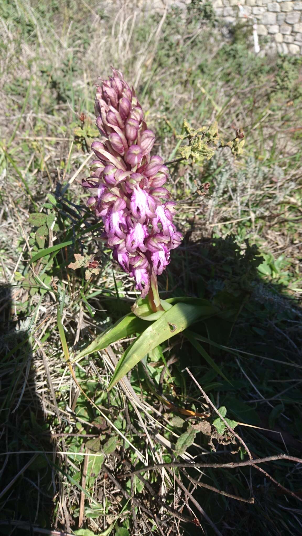 Image of Giant Orchid