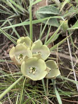 Sivun Pachycarpus campanulatus (Harv.) N. E. Br. kuva