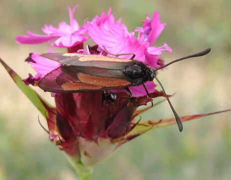 Image of Zygaena brizae Esper 1797