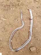 Image of Boettger's Two-headed Snake