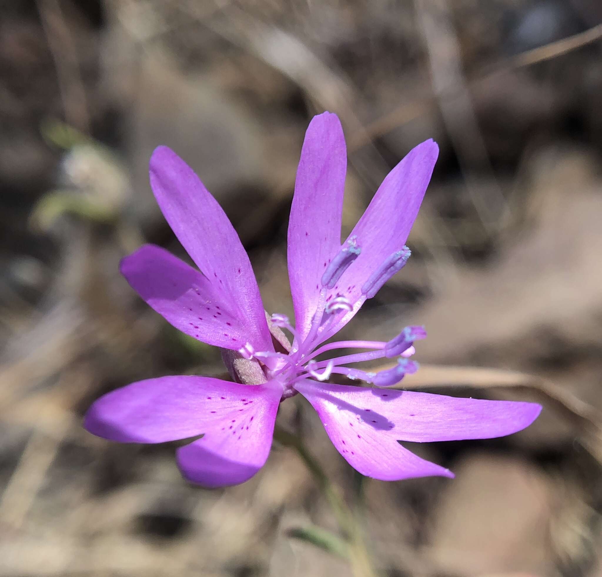 Plancia ëd Clarkia biloba subsp. biloba