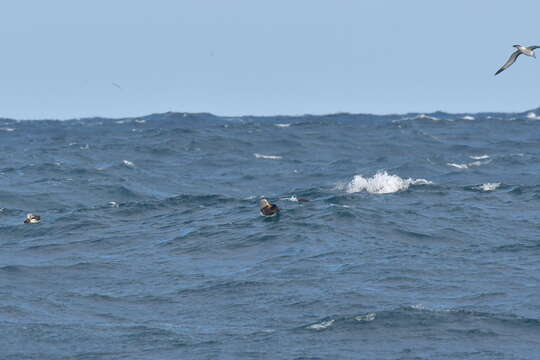 Image de Albatros des Chatham