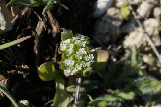 Image of Valerianella turgida (Stev.) Betcke