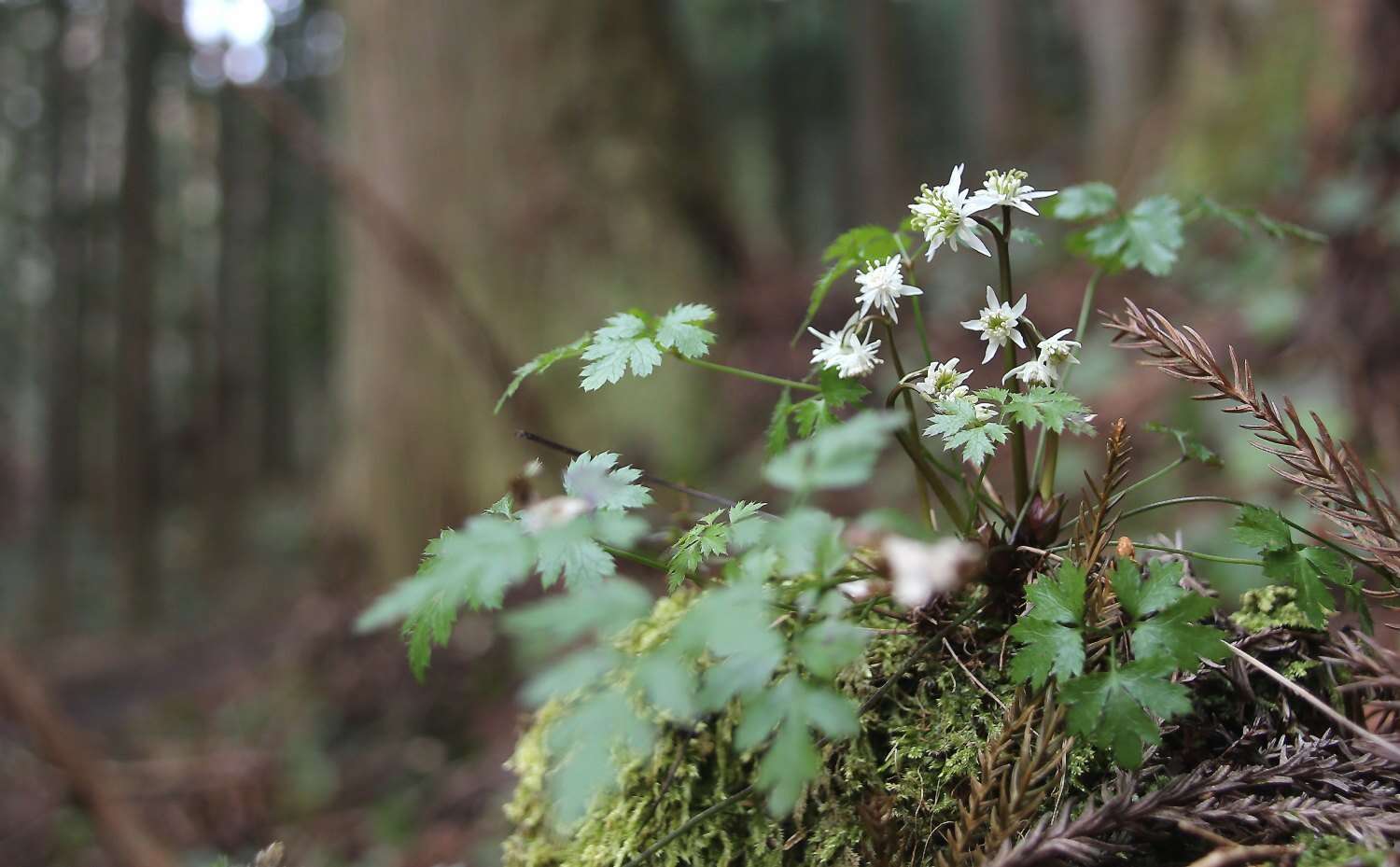 Image of Coptis japonica var. major (Miq.) Satake