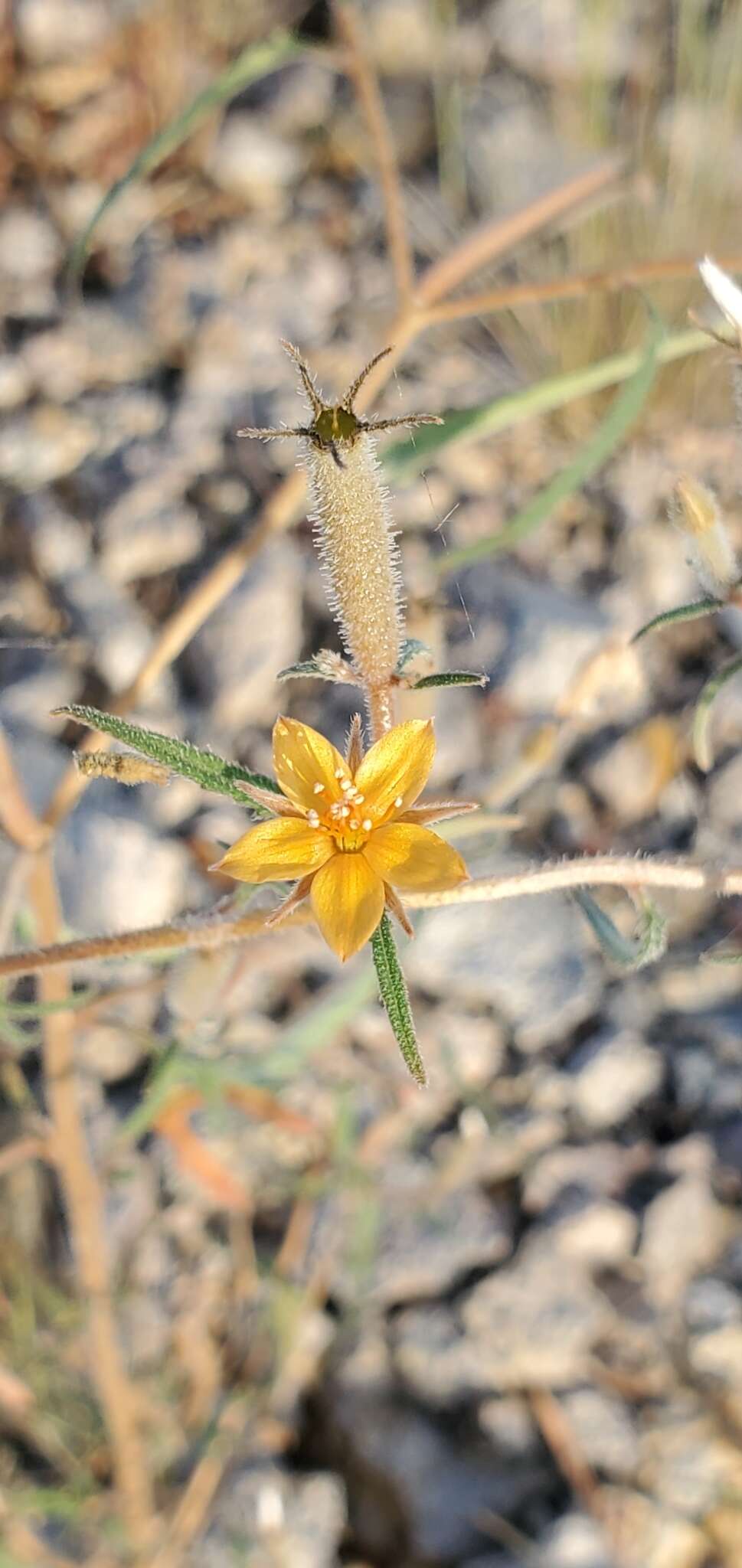 Image of isolated blazingstar