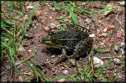 Image of Chiricahua Leopard Frog