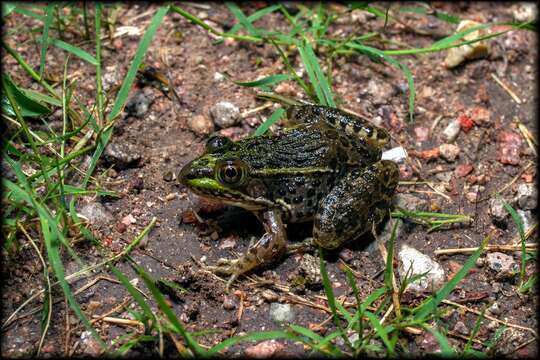 Imagem de Lithobates chiricahuensis (Platz & Mecham 1979)