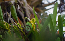 Image of Brassia andina (Rchb. fil.) M. W. Chase