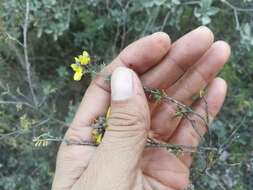 Image of Dalea melantha S. Schauer