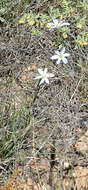 Plancia ëd Moraea polyanthos L. fil.