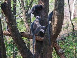 Image of Trachypithecus phayrei shanicus (Wroughton 1917)