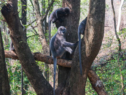 Plancia ëd Trachypithecus phayrei shanicus (Wroughton 1917)