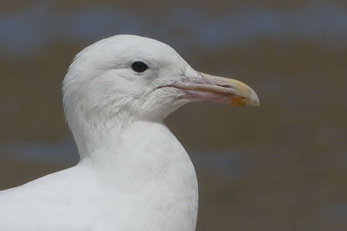 Слика од Larus argentatus argenteus Brehm, CL & Schilling 1822