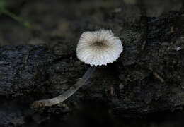 Imagem de Pluteus hispidulus (Fr.) Gillet 1876