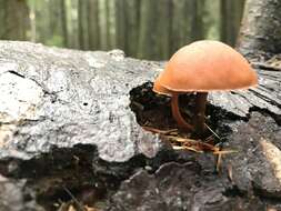 Image of Gymnopilus rufescens Hesler 1969