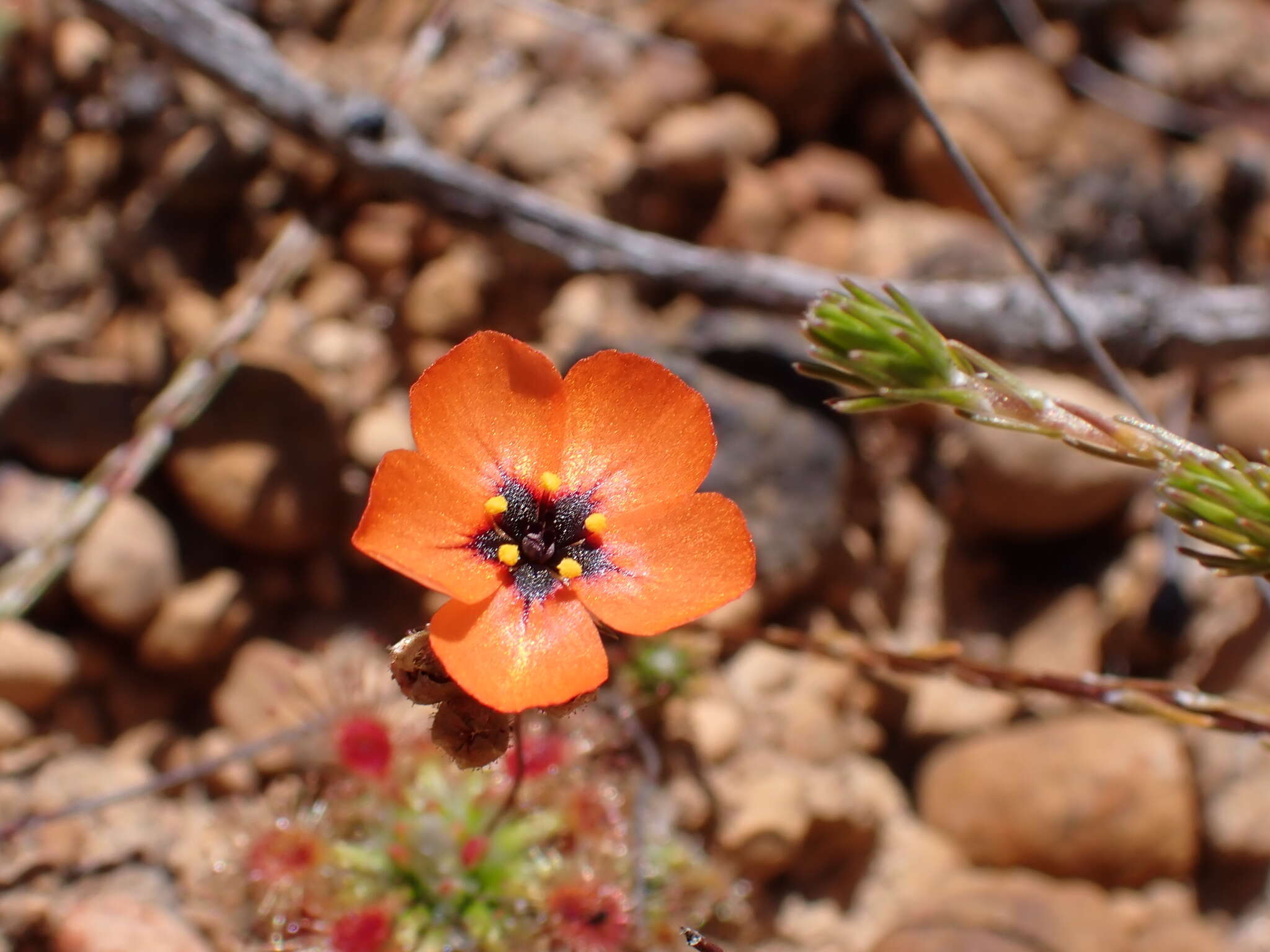 Image of Drosera hyperostigma N. Marchant & Lowrie