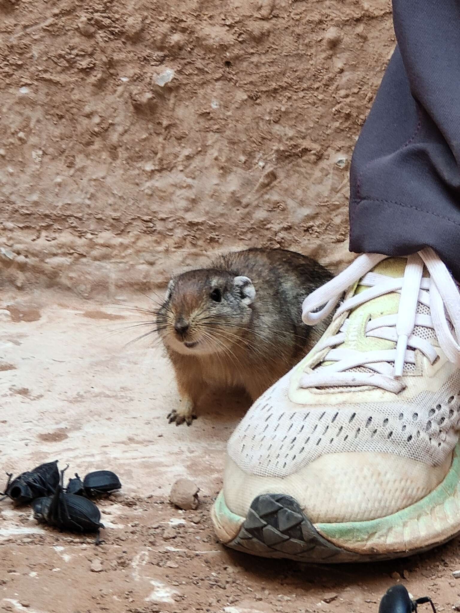 Image of Fat Sand Rat