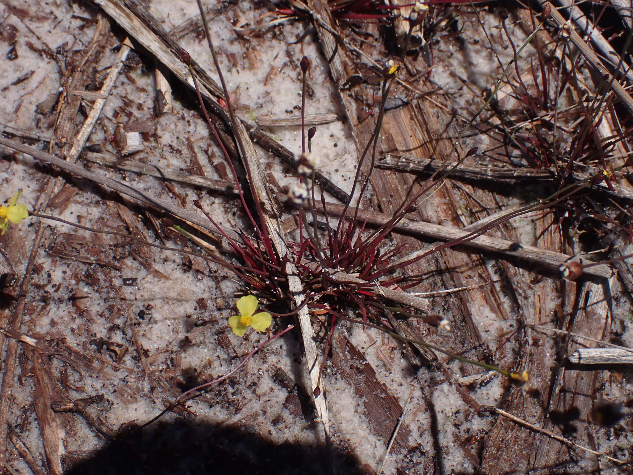 Image of Xyris juncea R. Br.