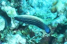 Image of Blacklobe wrasse