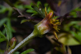 Imagem de Chrysanthellum indicum subsp. afroamericanum B. L. Turner