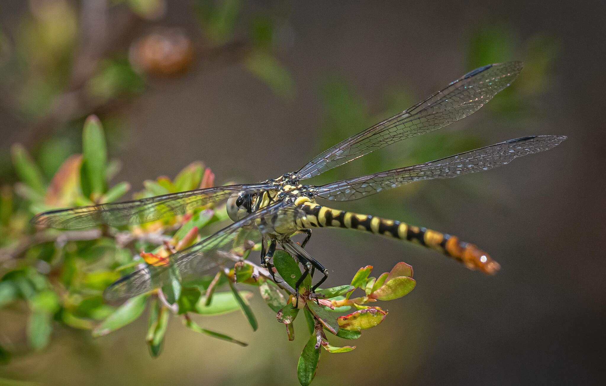 Image of Austroepigomphus turneri (Martin 1901)