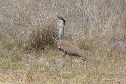 Image of Australian Bustard