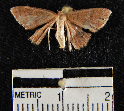 Image of <i>Pleuroprucha</i>