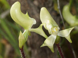 Image of Disperis bolusiana subsp. macrocorys (Rolfe) J. C. Manning