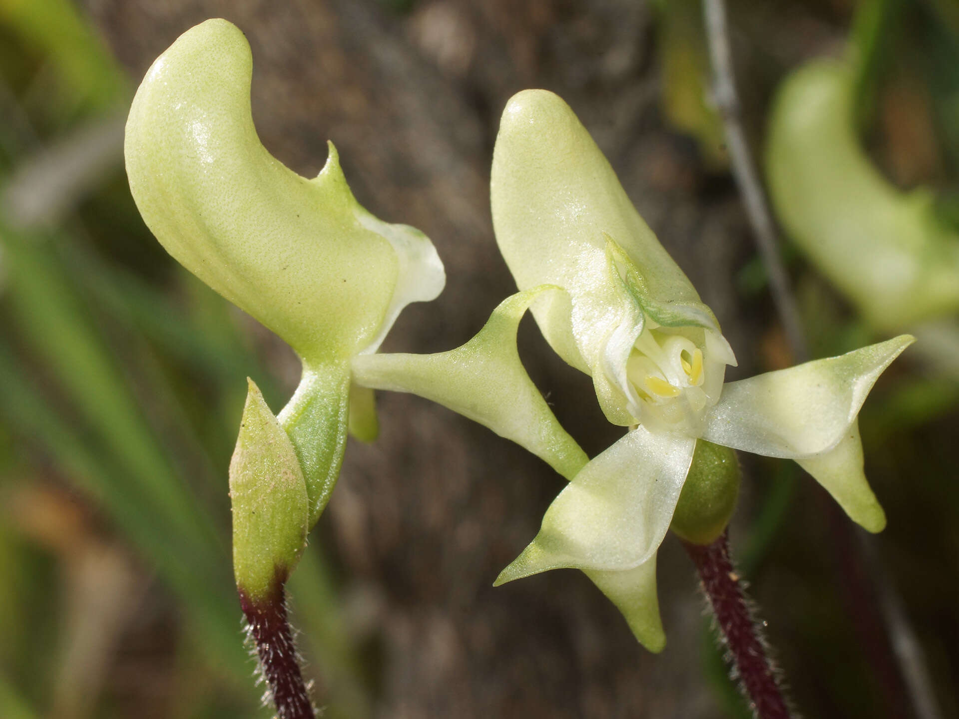 Image of Disperis bolusiana subsp. macrocorys (Rolfe) J. C. Manning