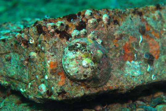 Image of circular ear shell