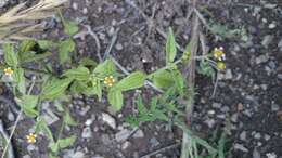 Image of Smooth peruvian daisy