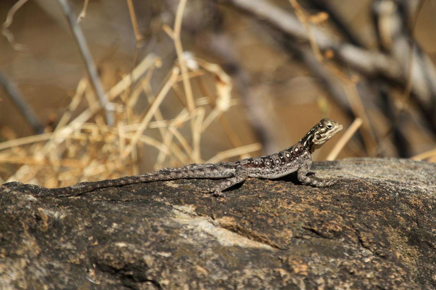 Image of Agama lionotus dodomae Loveridge 1923