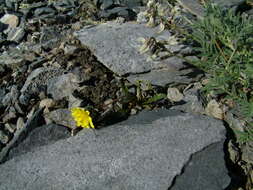 Plancia ëd Taraxacum phymatocarpum J. Vahl