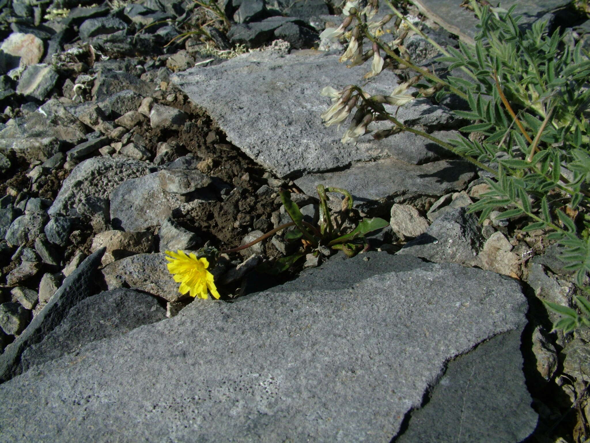 Image of northern dandelion