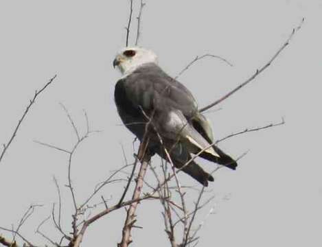 Image of Black-shouldered Kite