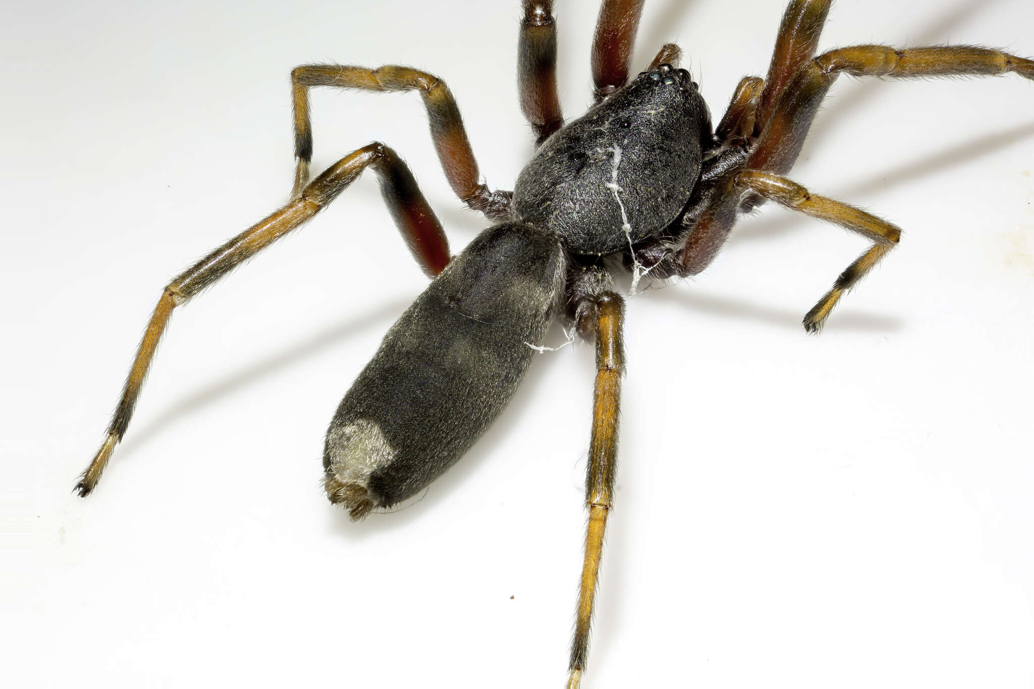 Image of White-tailed spider