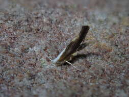 Image of Argyresthia albistria Haworth 1828