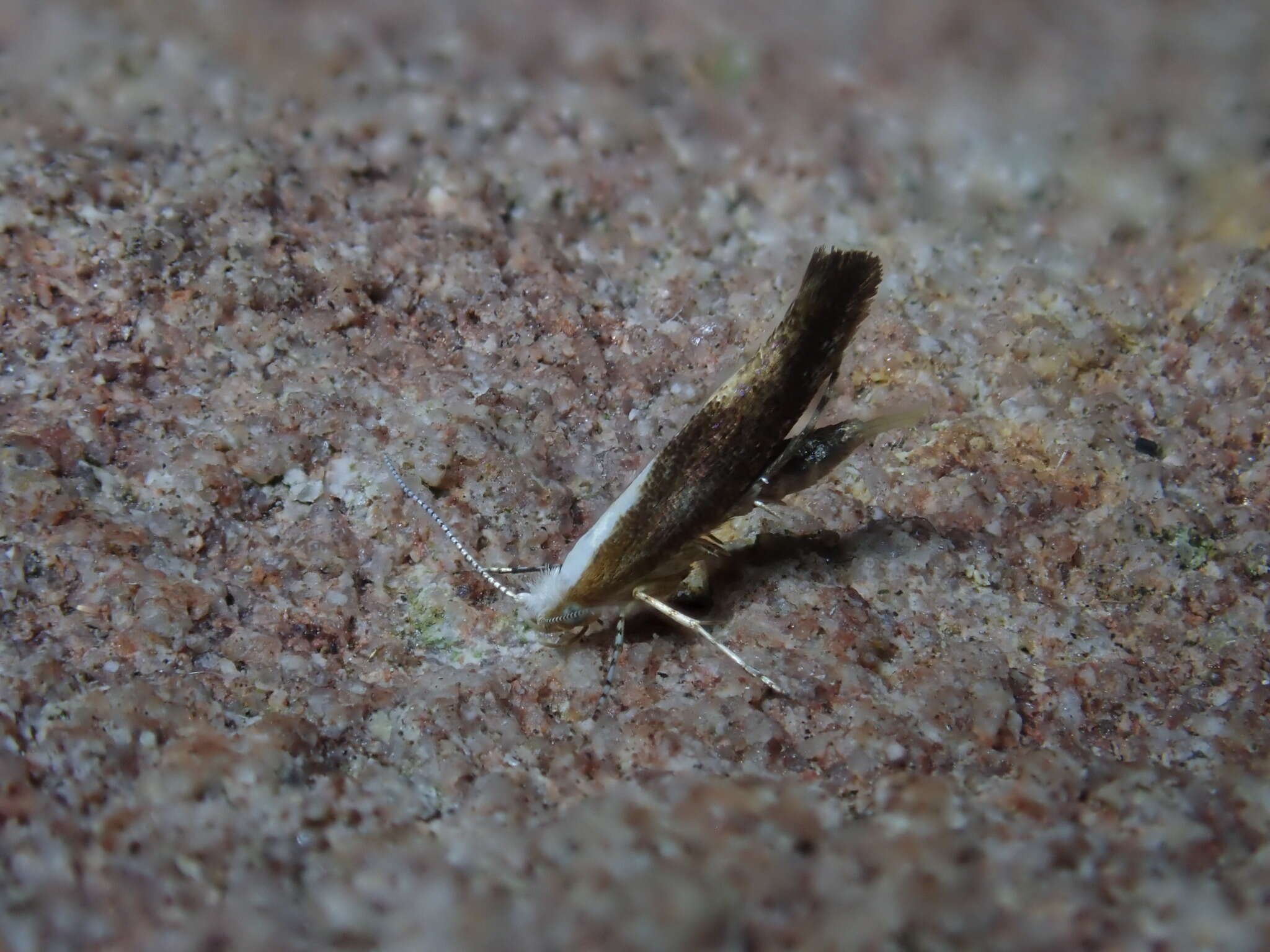 Imagem de Argyresthia albistria Haworth 1828