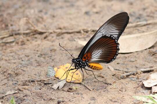 Image of Giant Blue Swallowtail