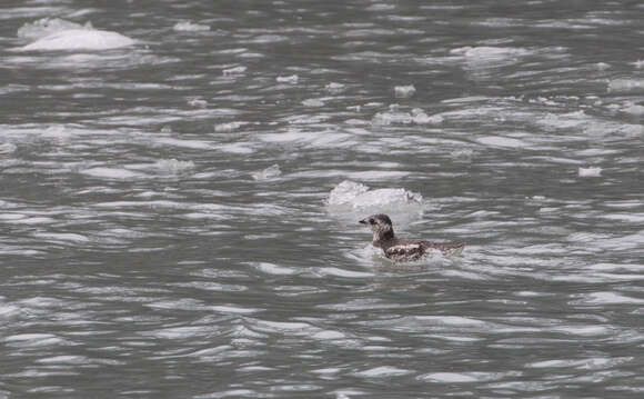 Image of Brachyramphus Murrelets