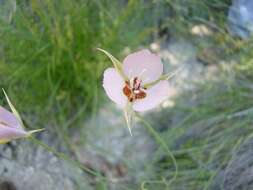 Image of Palmer's mariposa lily