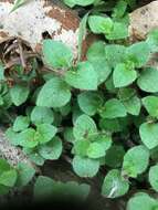 Imagem de Leptostigma breviflorum I. Thomps.