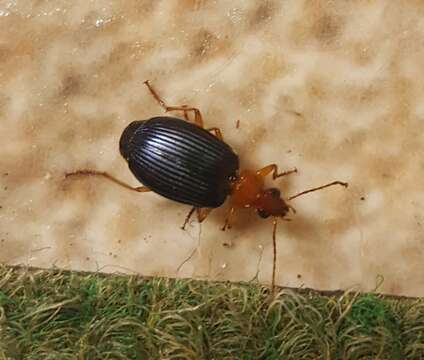 Image of Large Foliage Ground Beetle