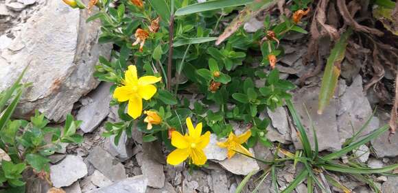 Image of Hypericum nagasawai Hayata