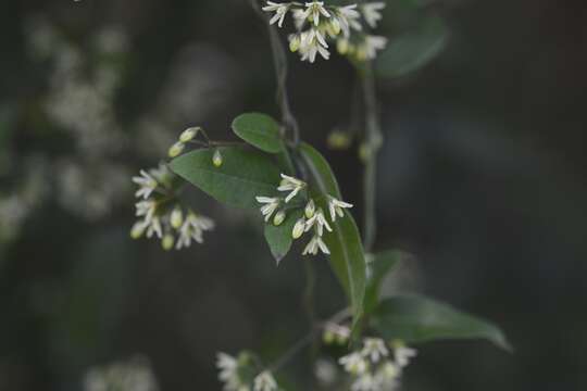 Image of Metastelma californicum Benth.